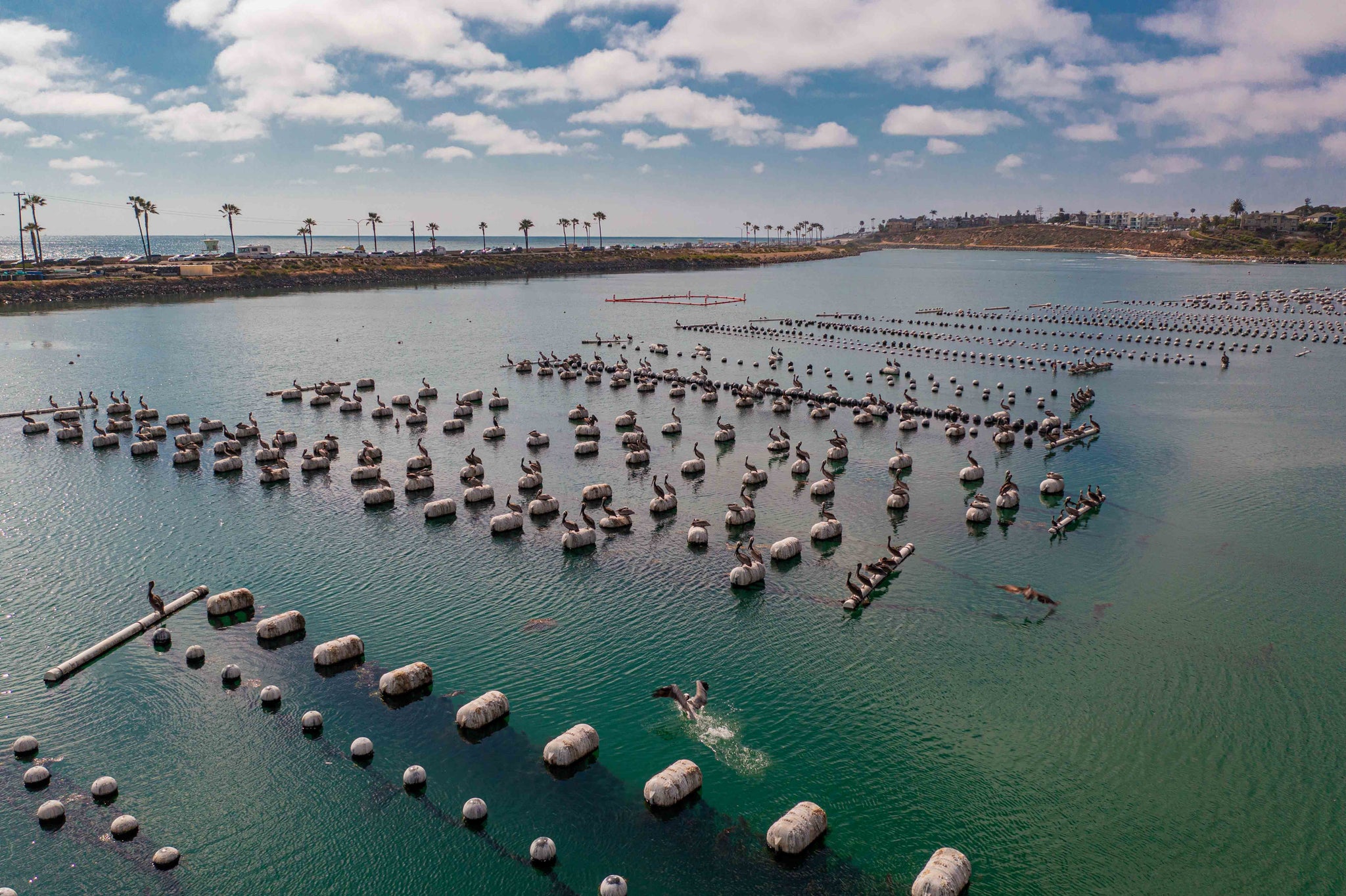 Aerial view of oyster floats at Carlsbad Aquafarm