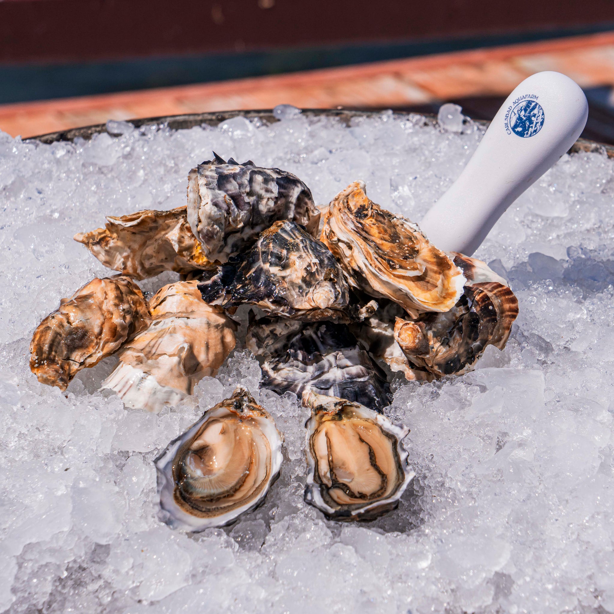 Carlsbad Luna oysters on ice with a shucking knife.